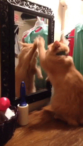 mirror, be you, happiness